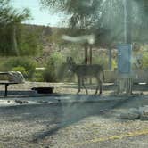 Review photo of Alamo Lake Dispersed Campsite by Jessalyn M., June 10, 2026