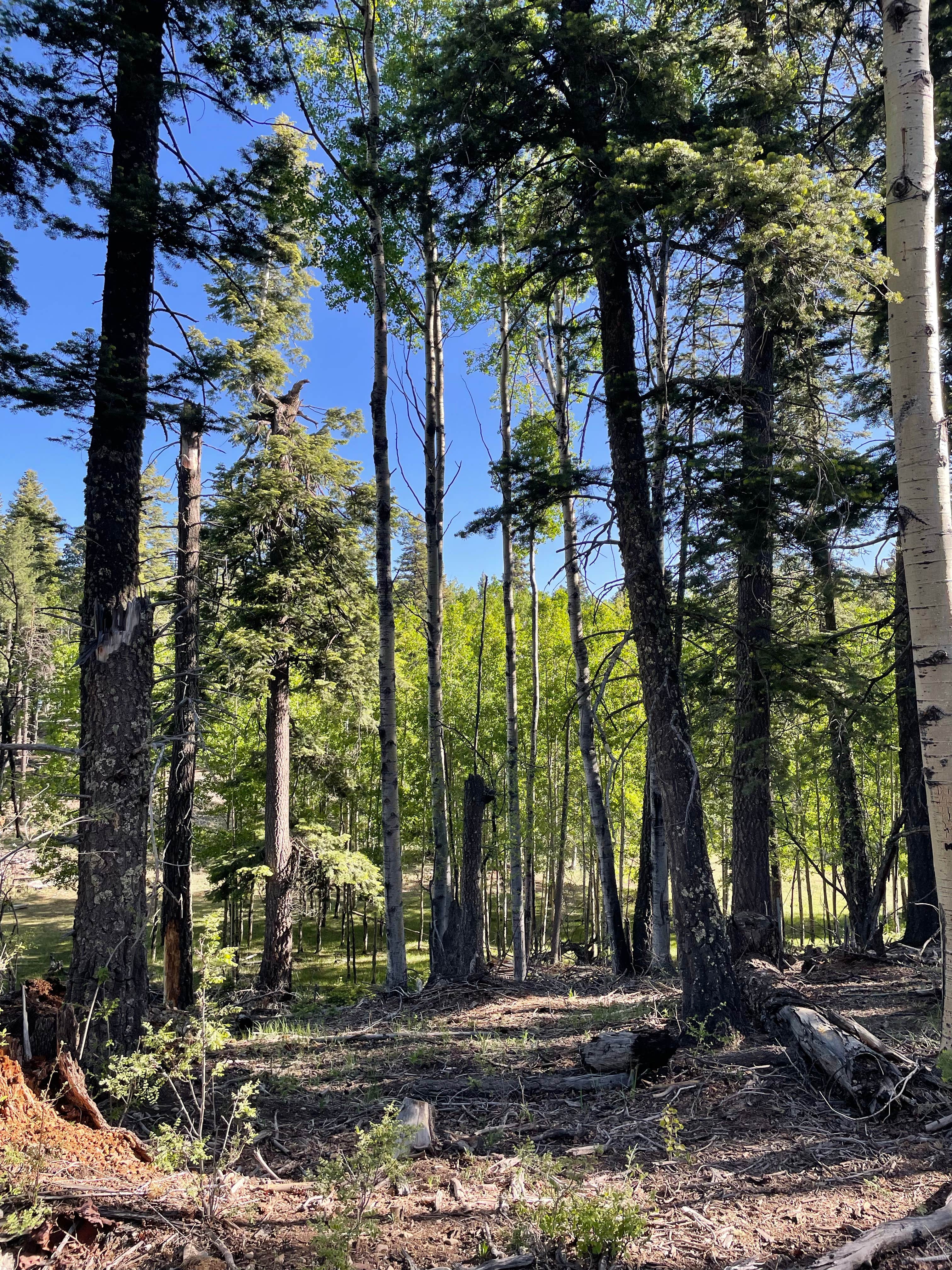 Camping near Slide Group Area Campground: Alamo Peak Rd, Sunspot, New Mexico