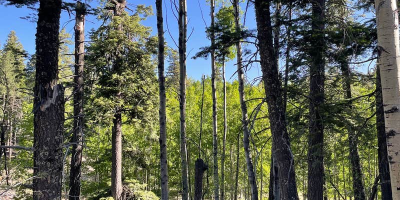 Camper submitted image from Alamo Peak Rd