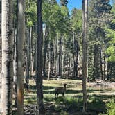 Review photo of Alamo Peak Rd by Brian and Janet S., May 26, 2024