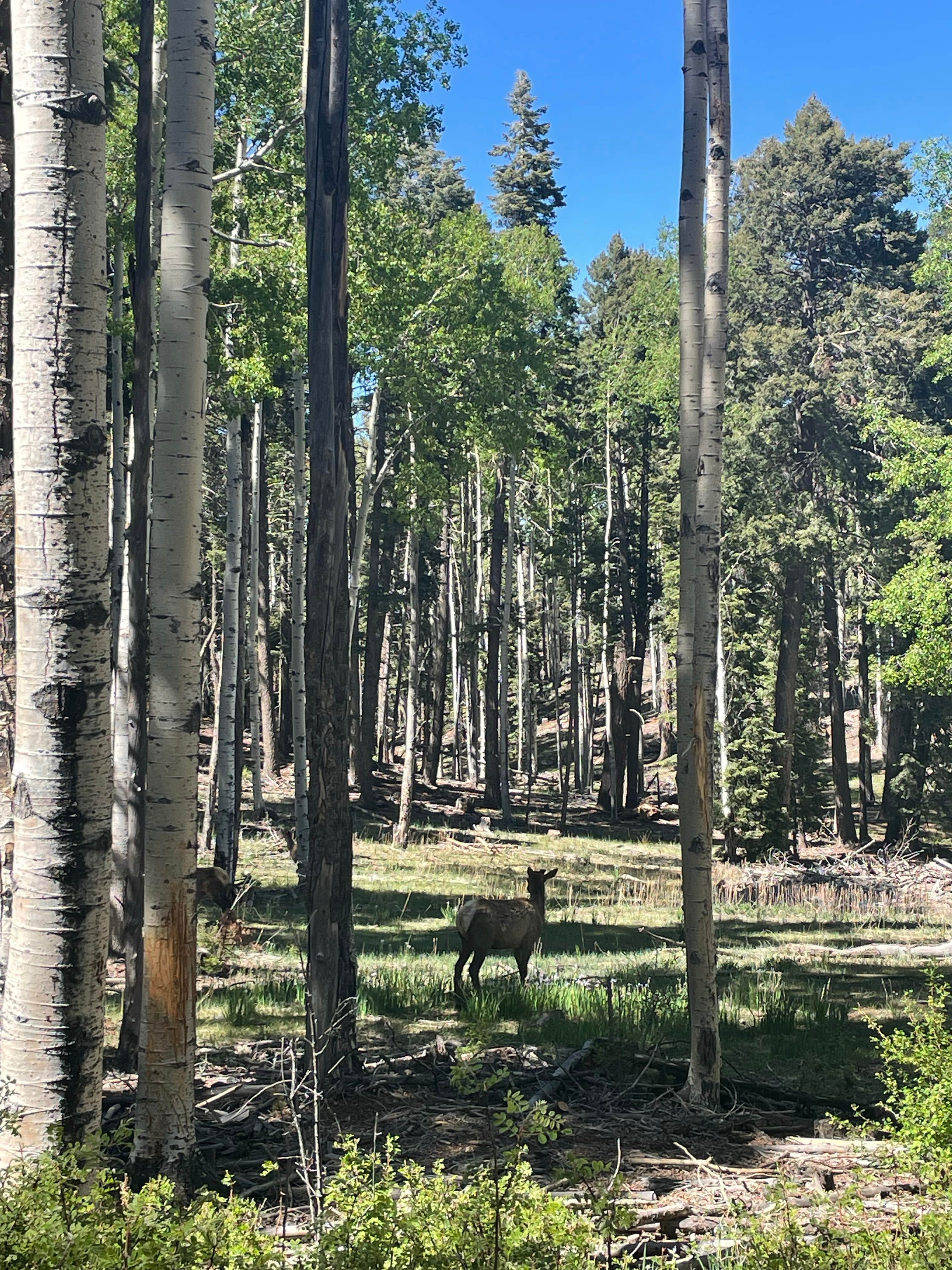 Camper submitted image from Alamo Peak Rd - 3