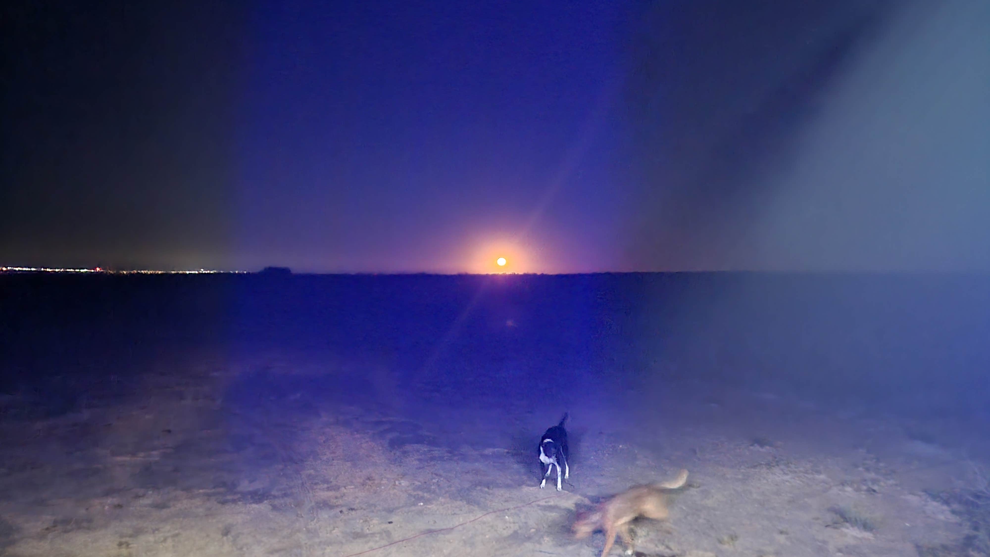 ron R.'s photo of camping with pets at Alamo Road Camp near Dexter, NM