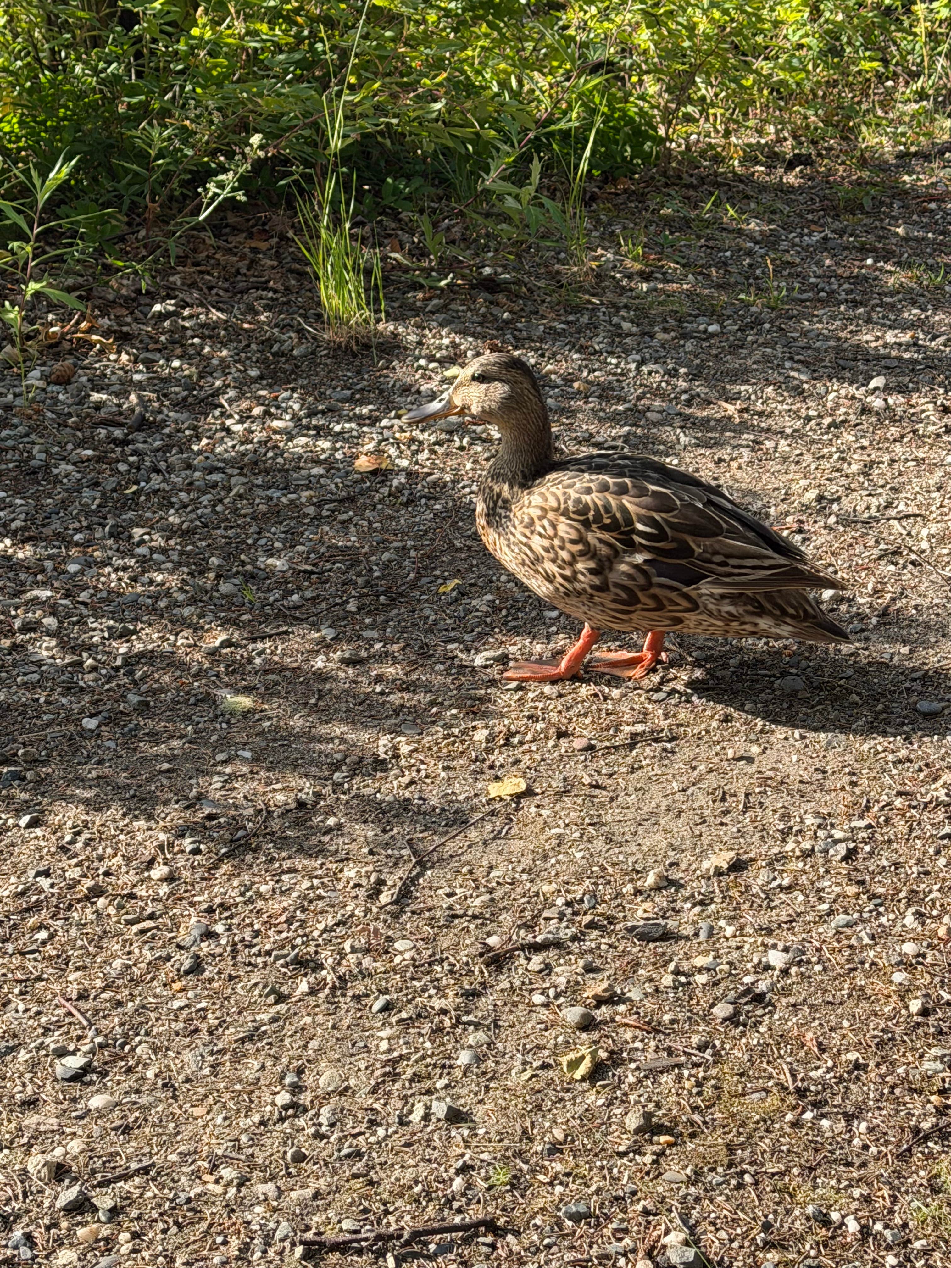 Camper-submitted photo at Birch Lake State Recreation Site near Fort Greely, AK