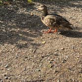 Review photo of Birch Lake State Recreation Site by Connie B., August 7, 2026