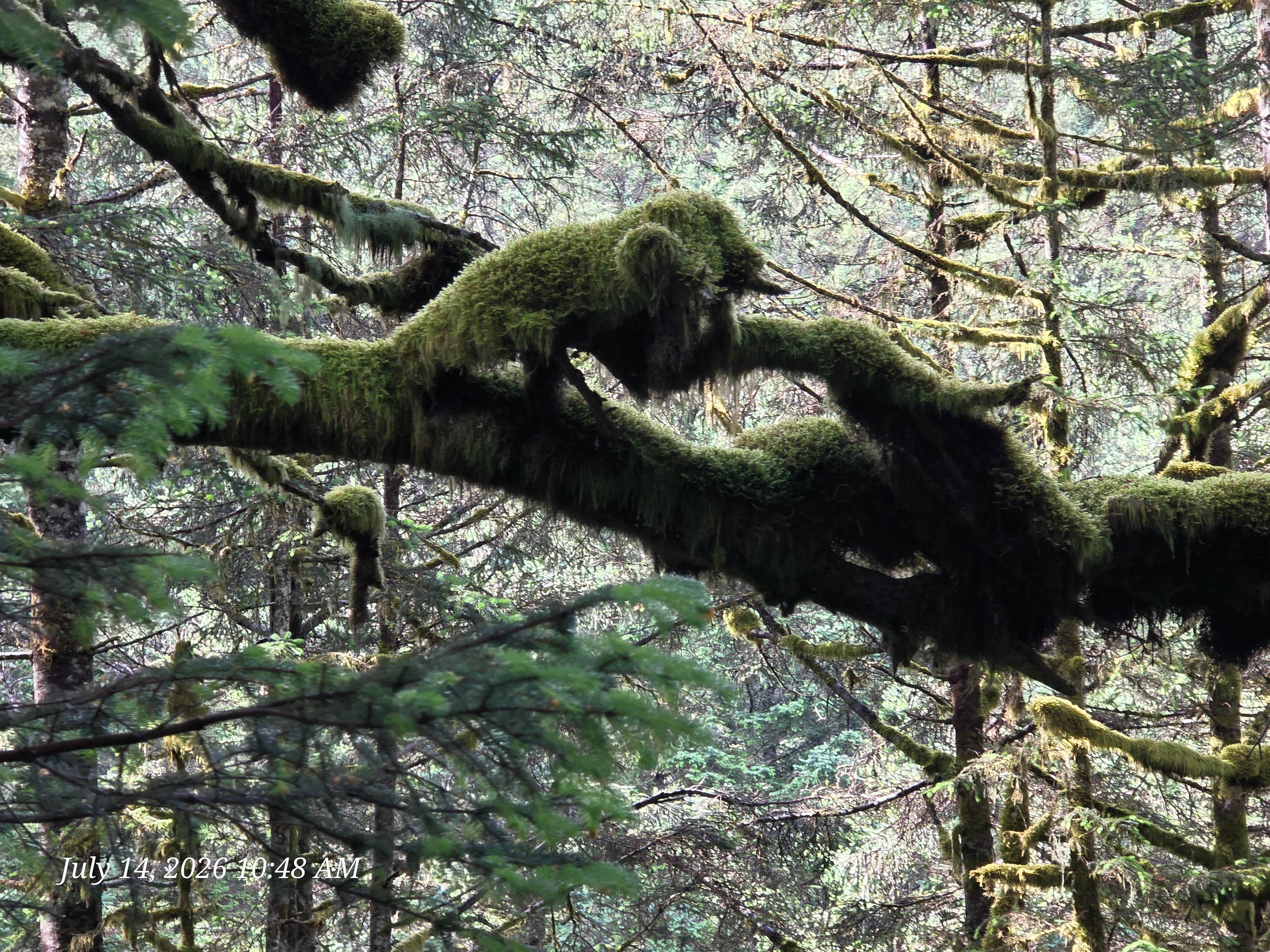Camper-submitted photo at Fort Abercrombie State Park Campground near Kodiak, AK