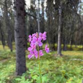 Review photo of Riley Creek Campground — Denali National Park by Connie B., August 3, 2026