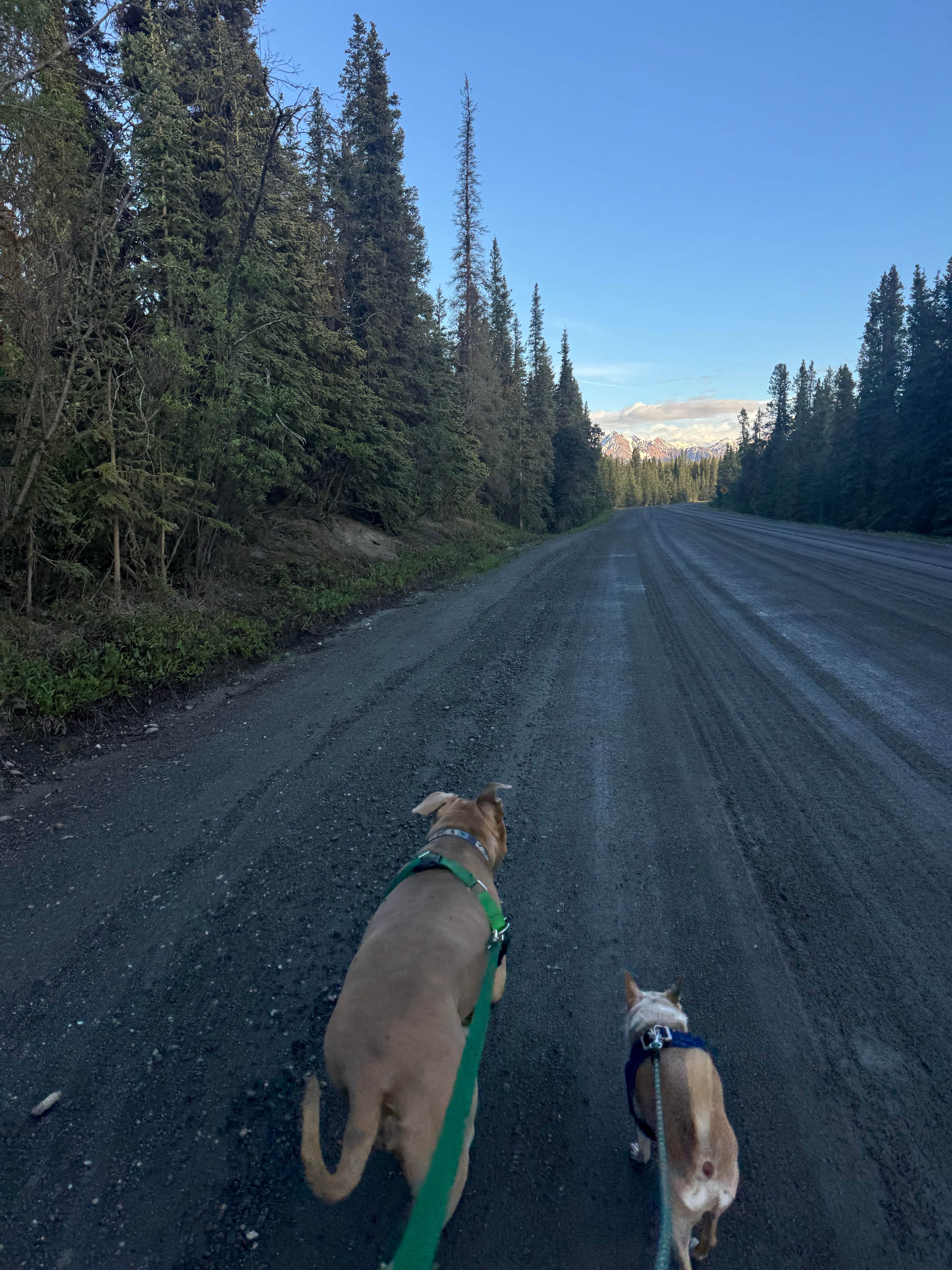JR UW L.'s photo of camping with pets at Teklanika River Campground — Denali National Park in Alaska