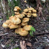 Review photo of Williwaw Campground by Marcus H., August 8, 2026