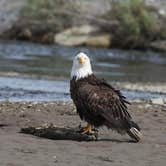 Review photo of Alaskan Angler RV Resort by Lynn G., July 18, 2024