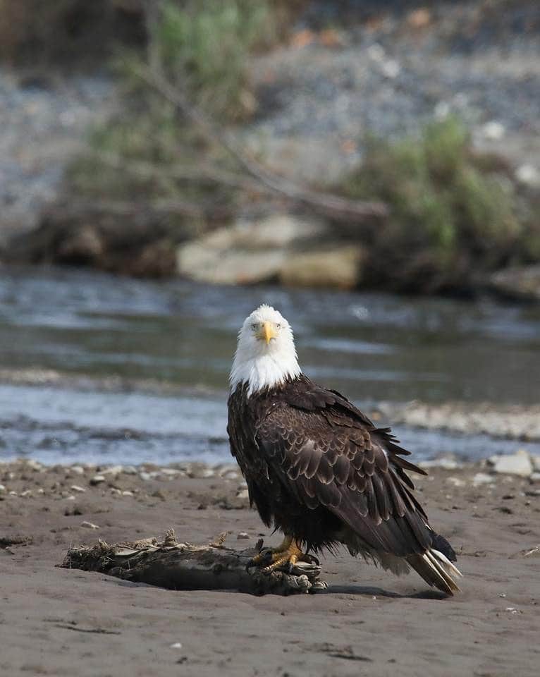 Camper submitted image from Alaskan Angler RV Resort - 5