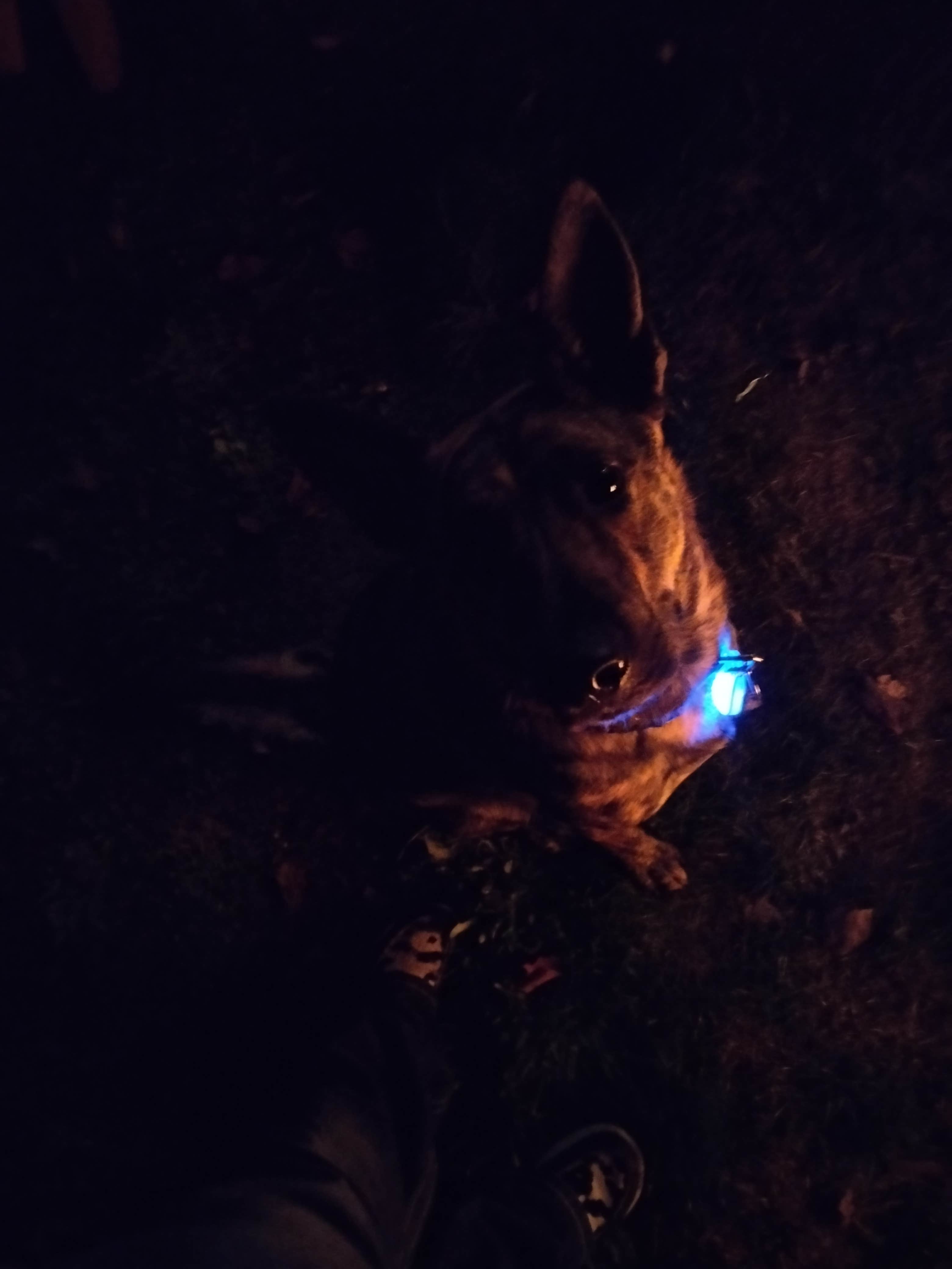 Jami C.'s photo of camping with pets at Albany-Corvallis KOA near Monmouth, OR