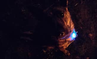 Jami C.'s photo of camping with pets at Albany-Corvallis KOA near Eugene, OR