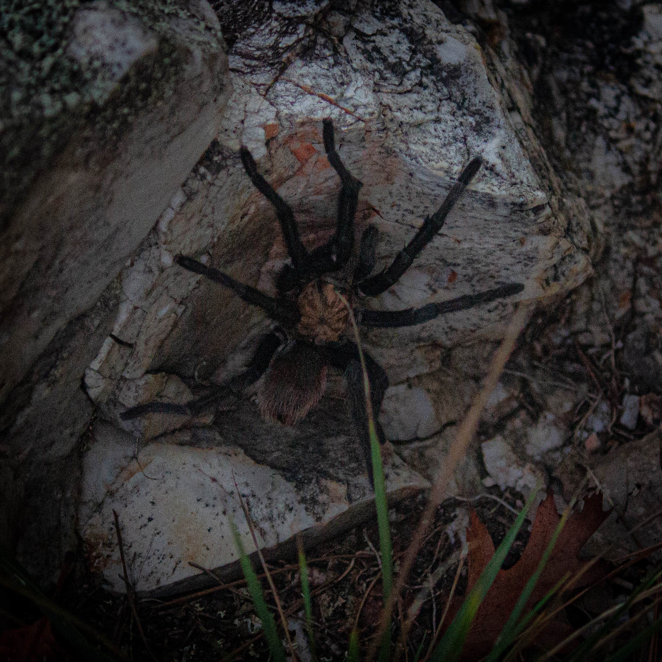 Camper submitted image from Albert Pike Vista - 3