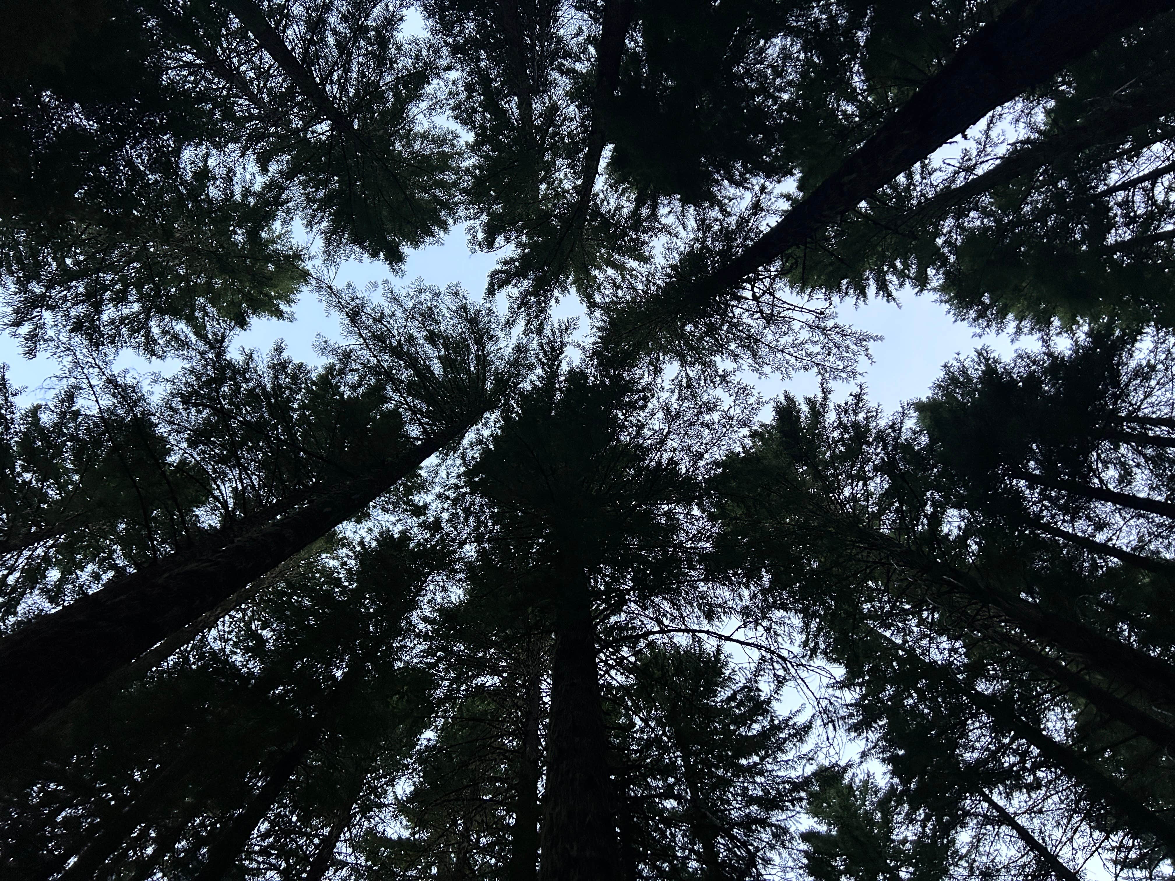 Alder Springs — Willamette National Forest