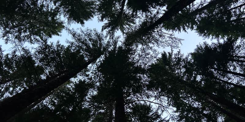 Camper submitted image from Alder Springs — Willamette National Forest