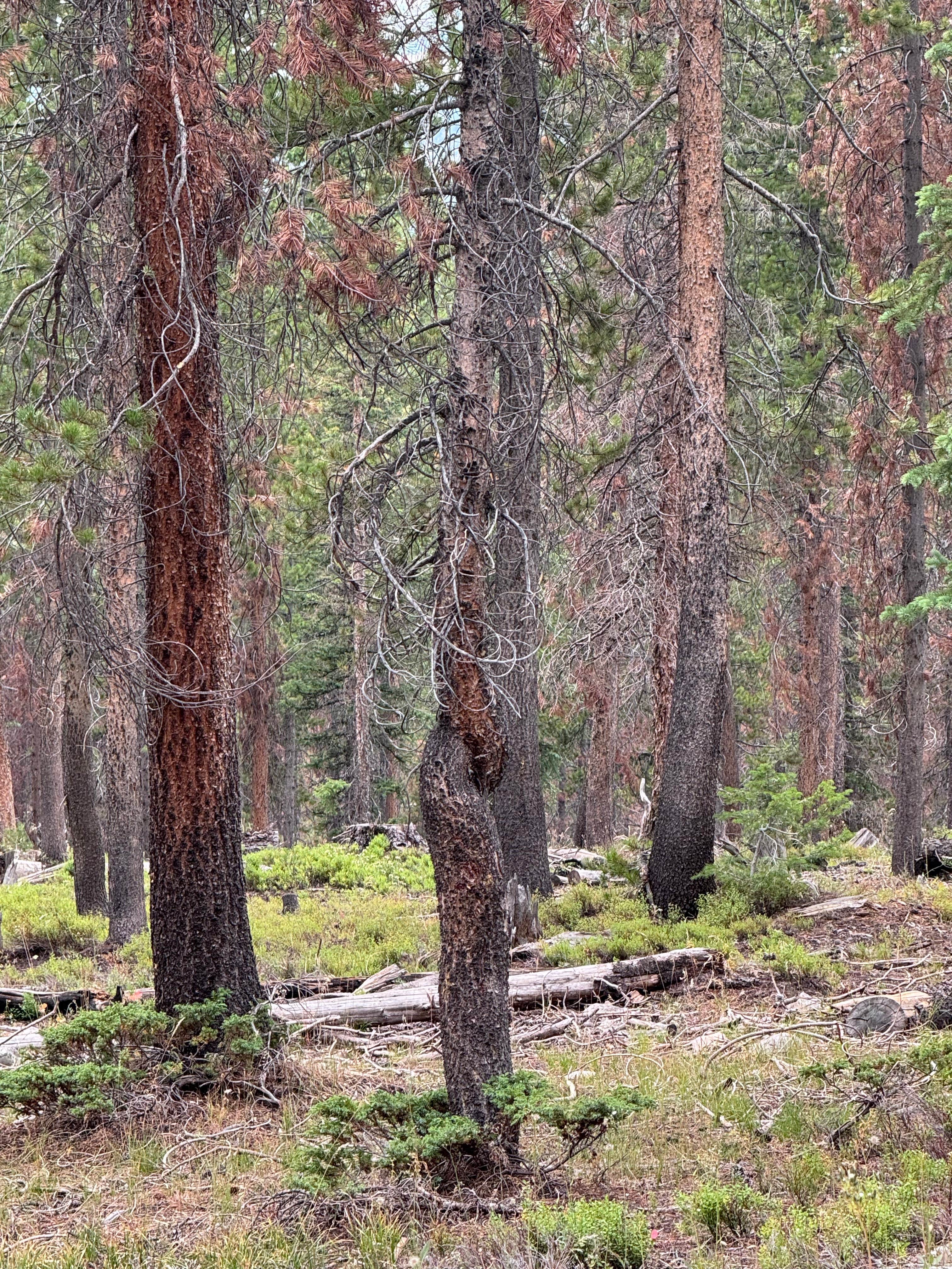 Camper-submitted photo at Alexander Lake Backcountry near Tabiona, UT