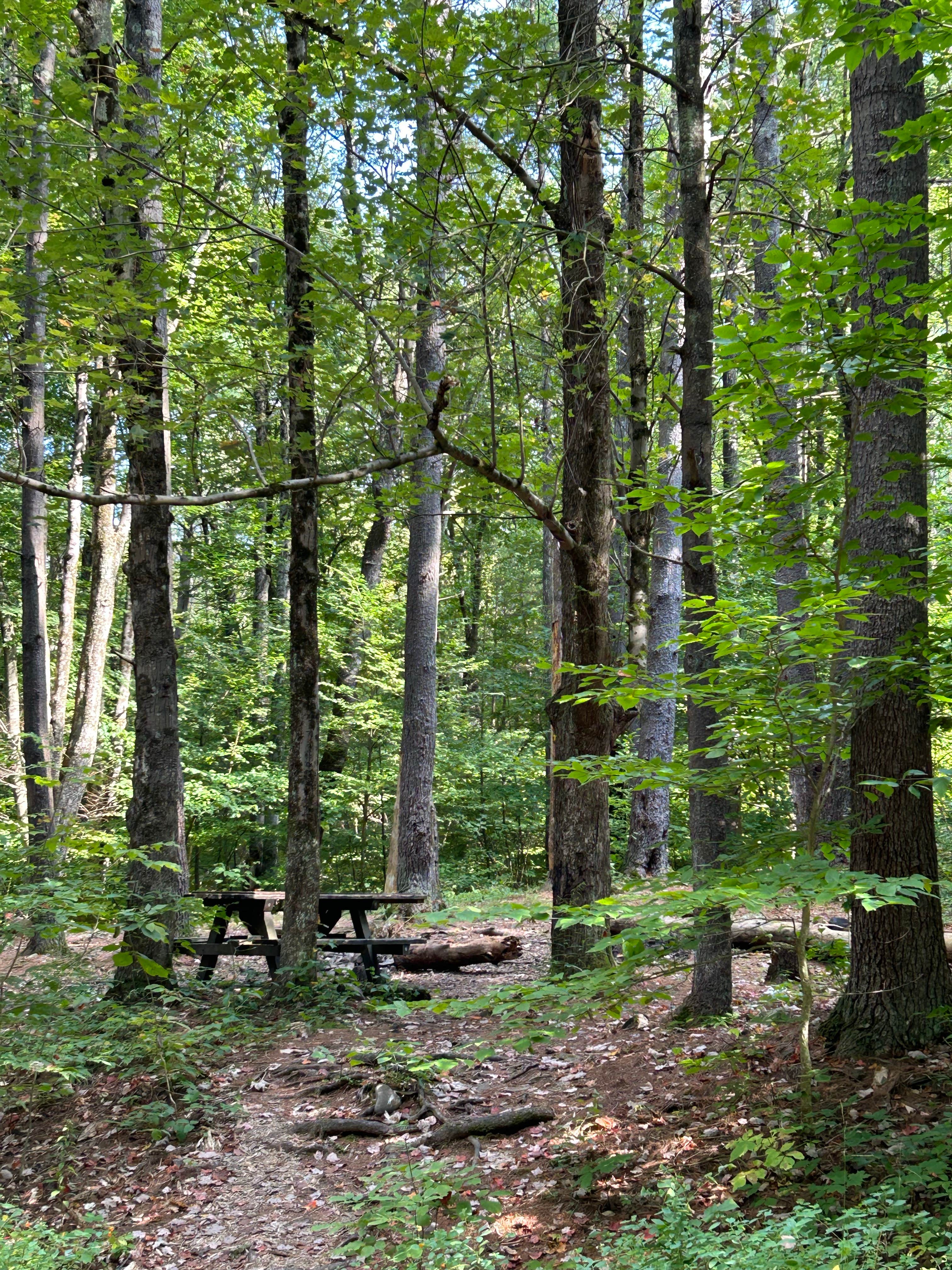 Camper-submitted photo at Allaben Campground near Shandaken, NY