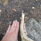 Review photo of Allenspark Dispersed Camping by Brett A., August 10, 2025