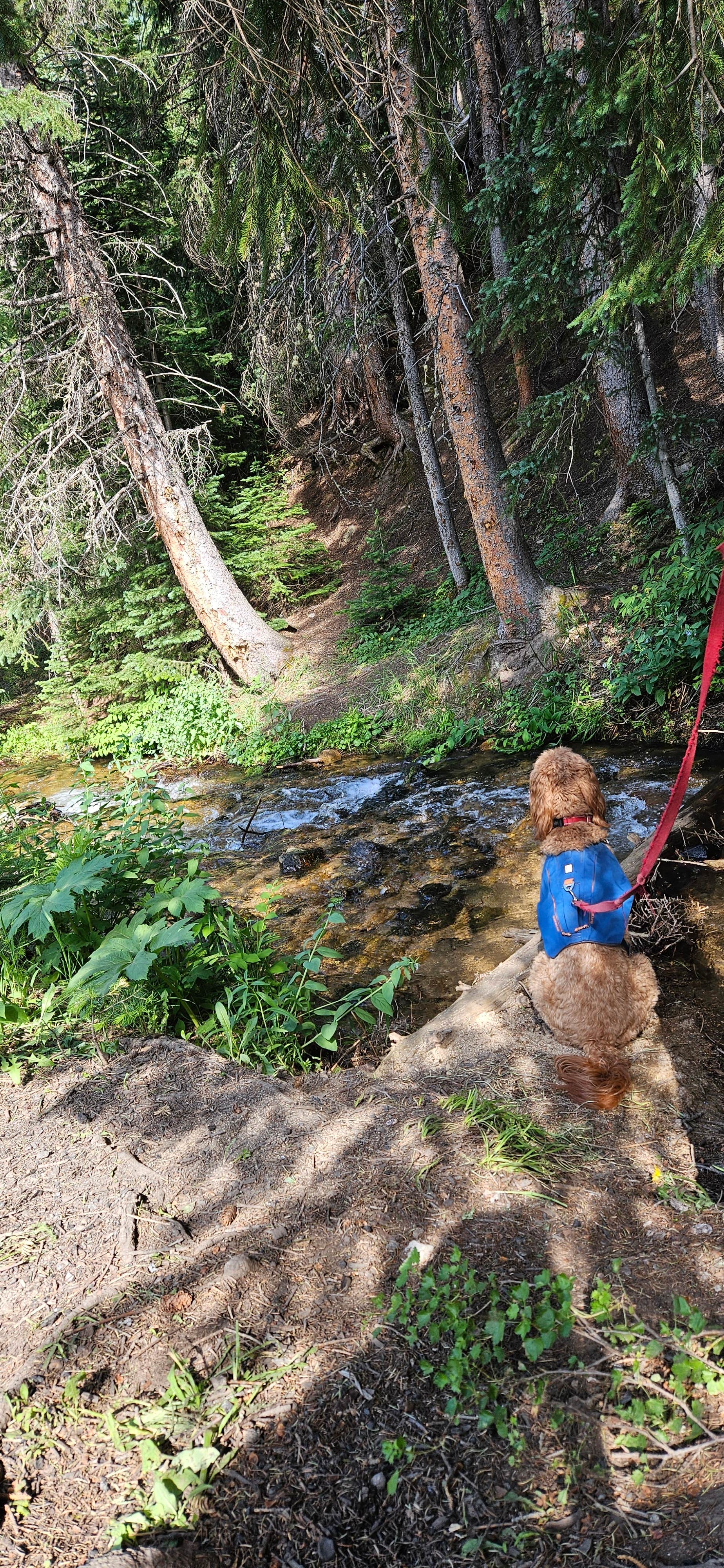 Taylor L.'s photo of camping with pets at Allenspark Dispersed Camping near Rocky Mountain National Park
