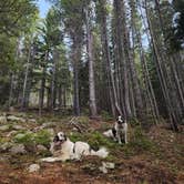 Review photo of Allenspark Dispersed Camping by Michael K., July 28, 2026