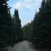 Review photo of Allenspark Dispersed Camping by Liv H., August 22, 2026