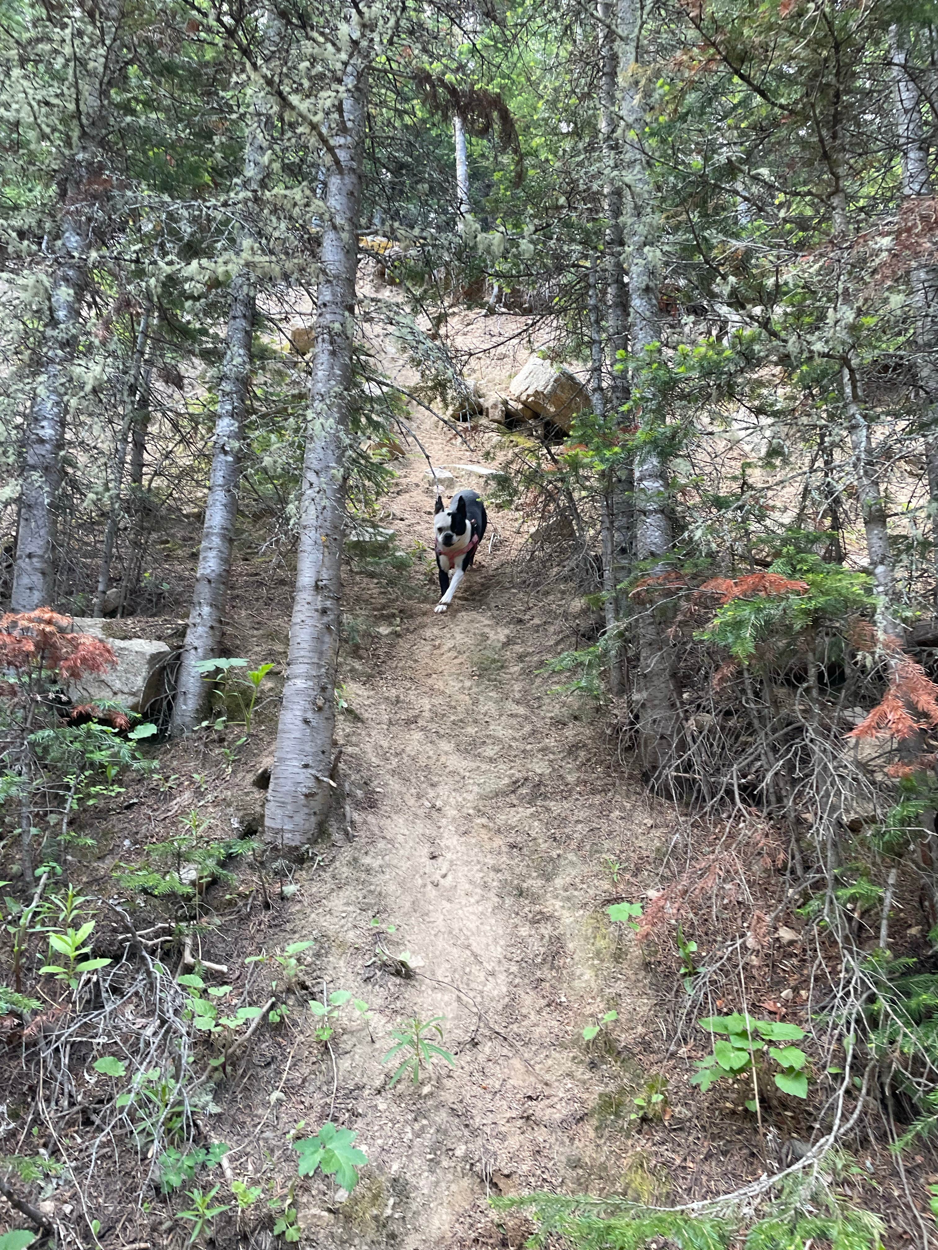Danielle S.'s photo of camping with pets at Allenspark Dispersed Camping near Rocky Mountain National Park