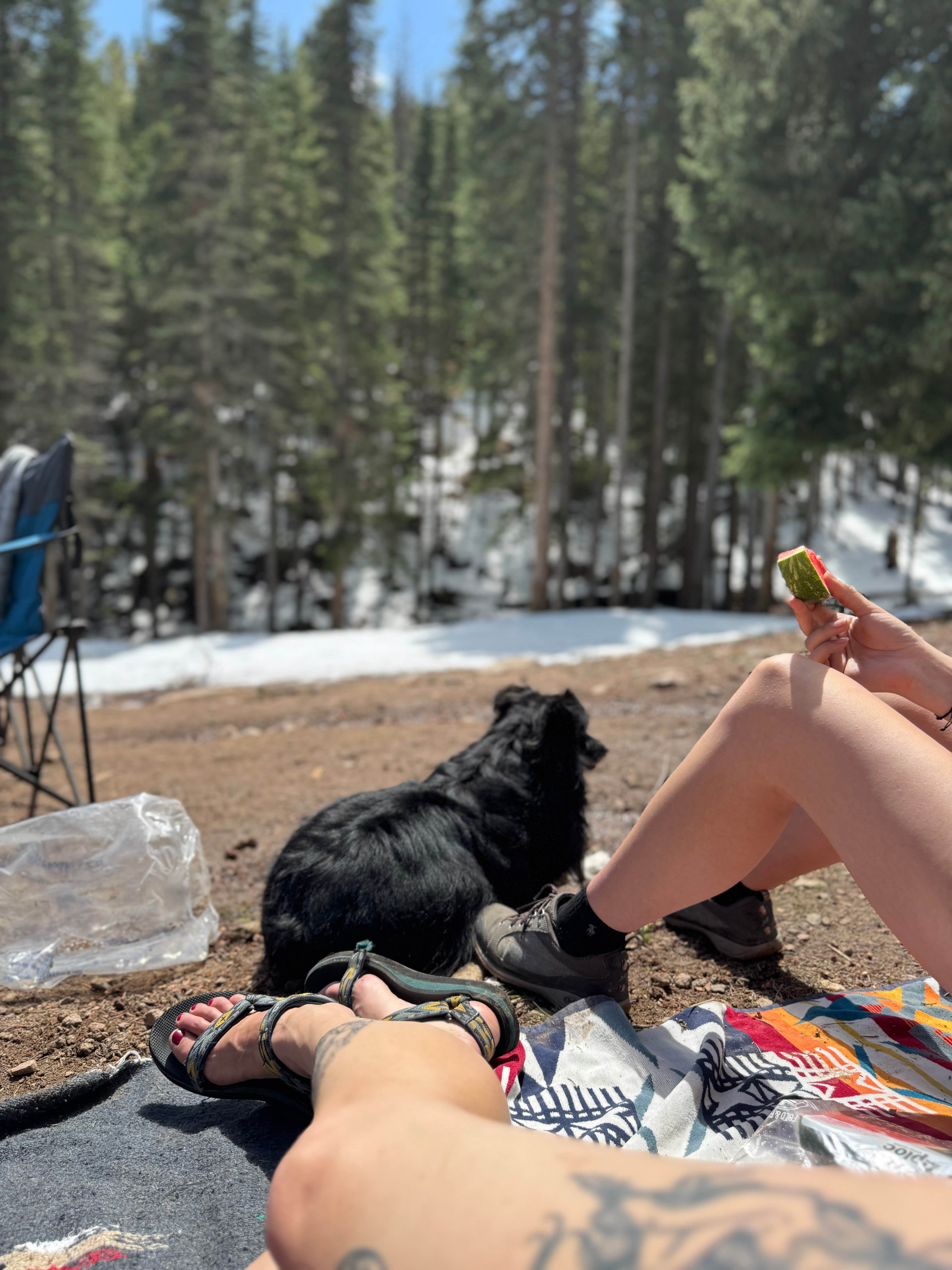 Taylor C.'s photo of camping with pets at Allenspark Dispersed Camp Spot near Loveland, CO