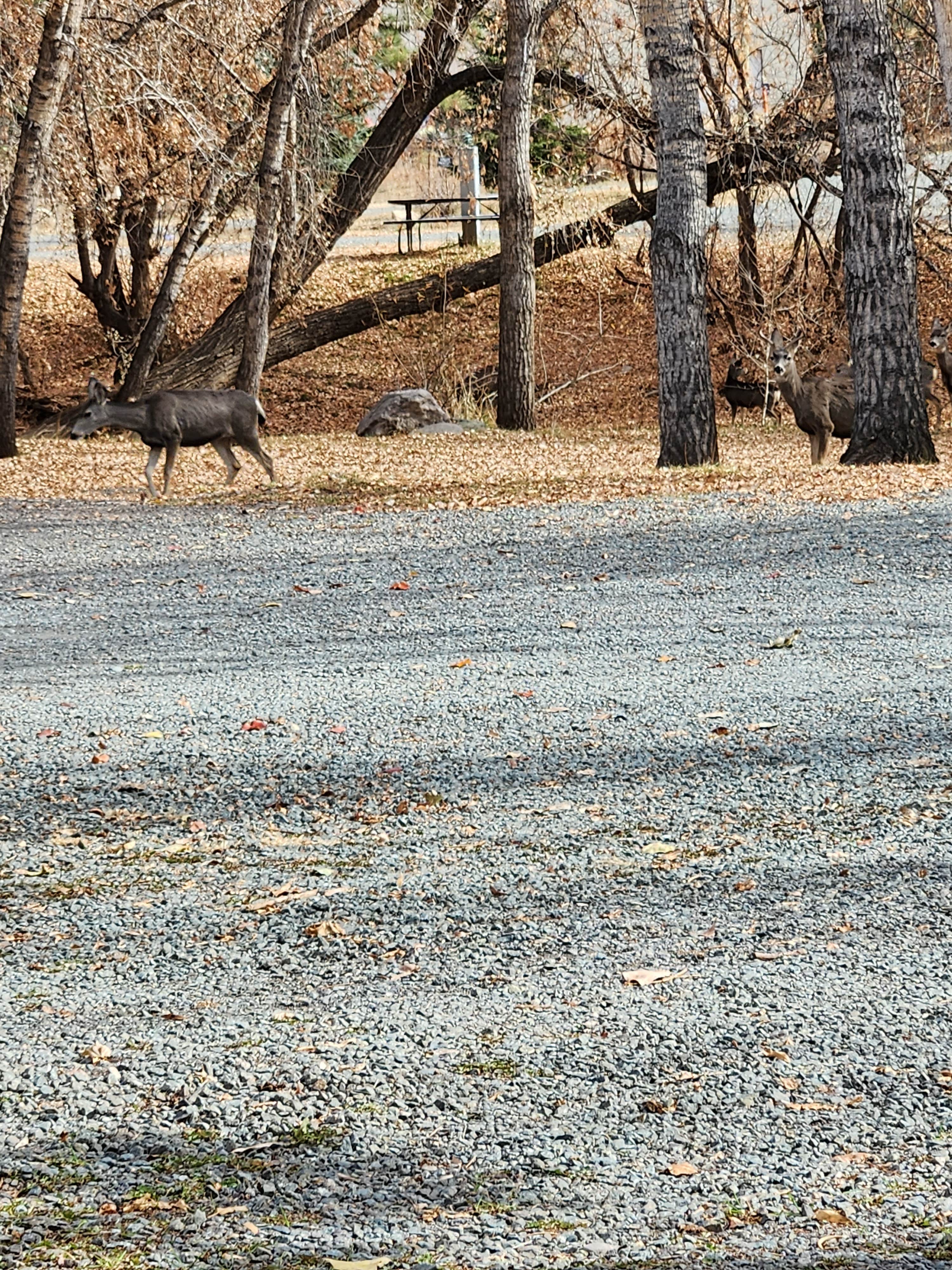 Camper-submitted photo at Along The River RV Park & Campground near Ruidoso, NM