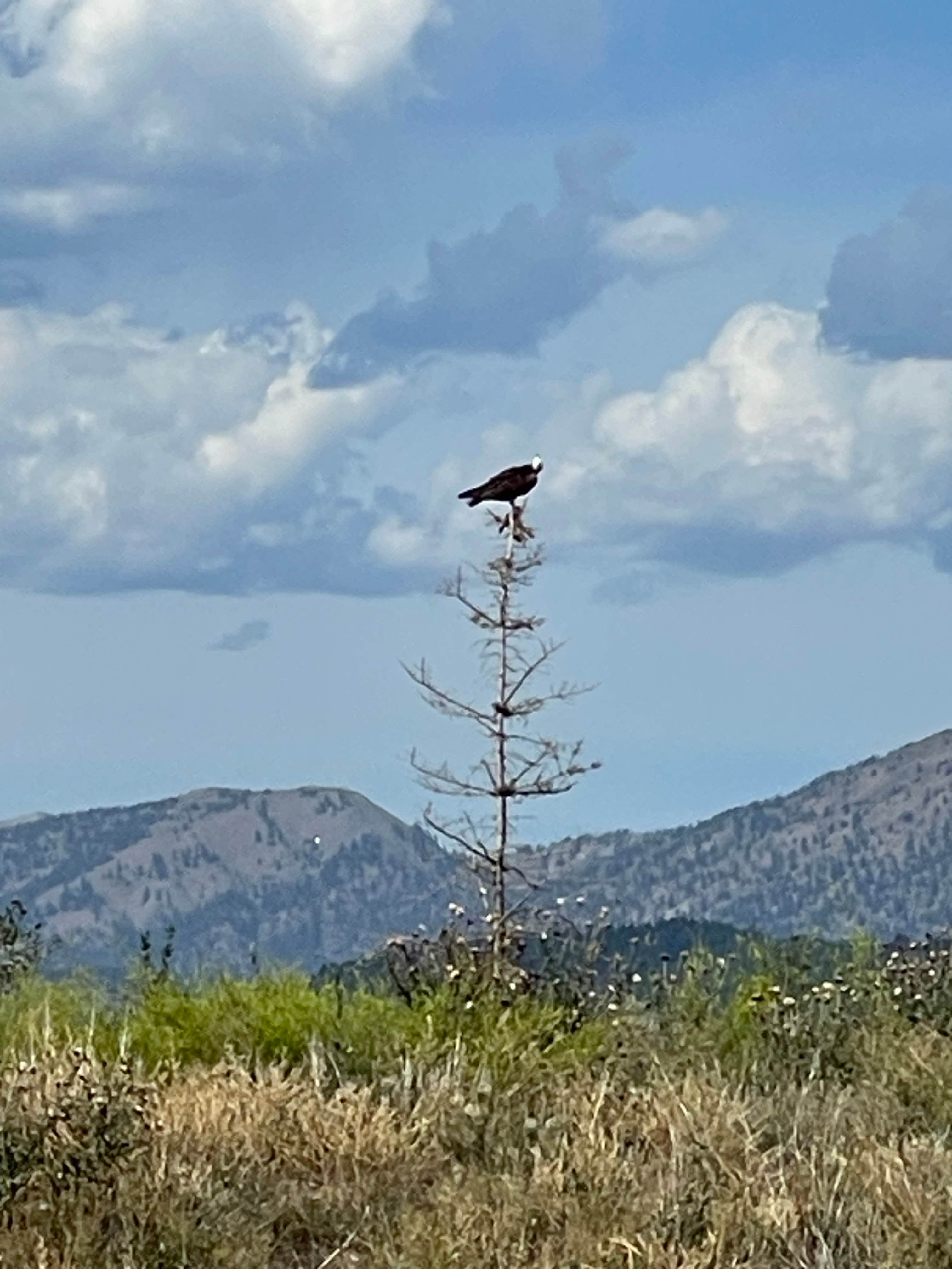 Camper-submitted photo at Alpine / Bridger-Teton National Forest KOA near Alpine, WY