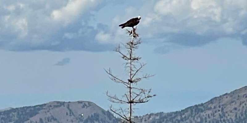 Camper submitted image from Alpine / Bridger-Teton National Forest KOA