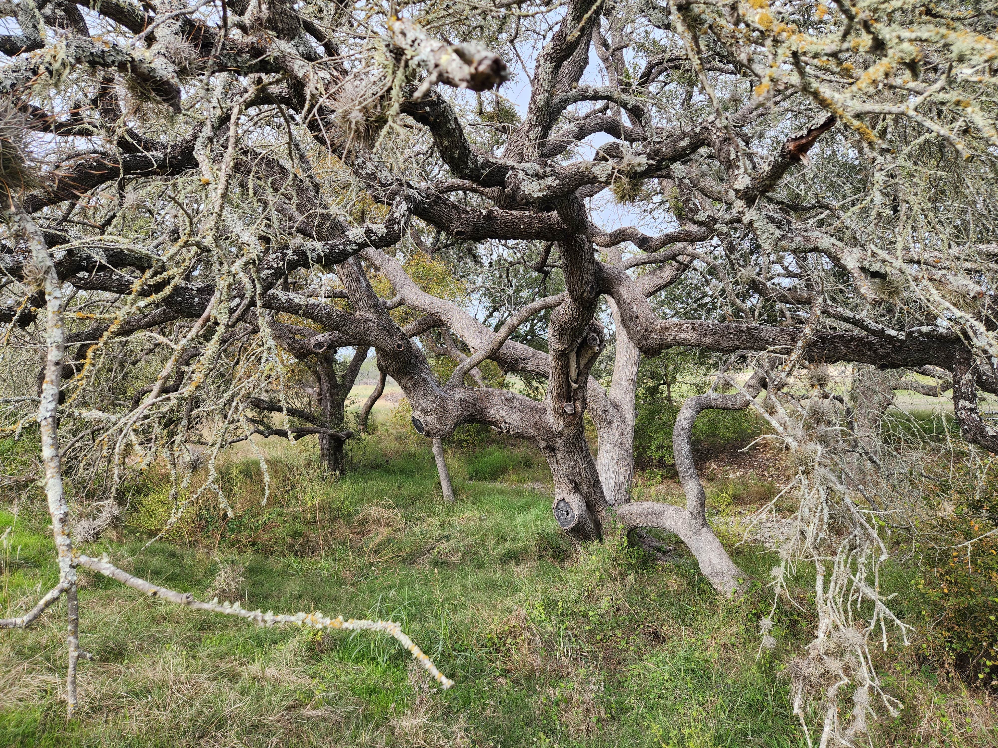 Camper-submitted photo at Alsatian RV Resort near Helotes, TX
