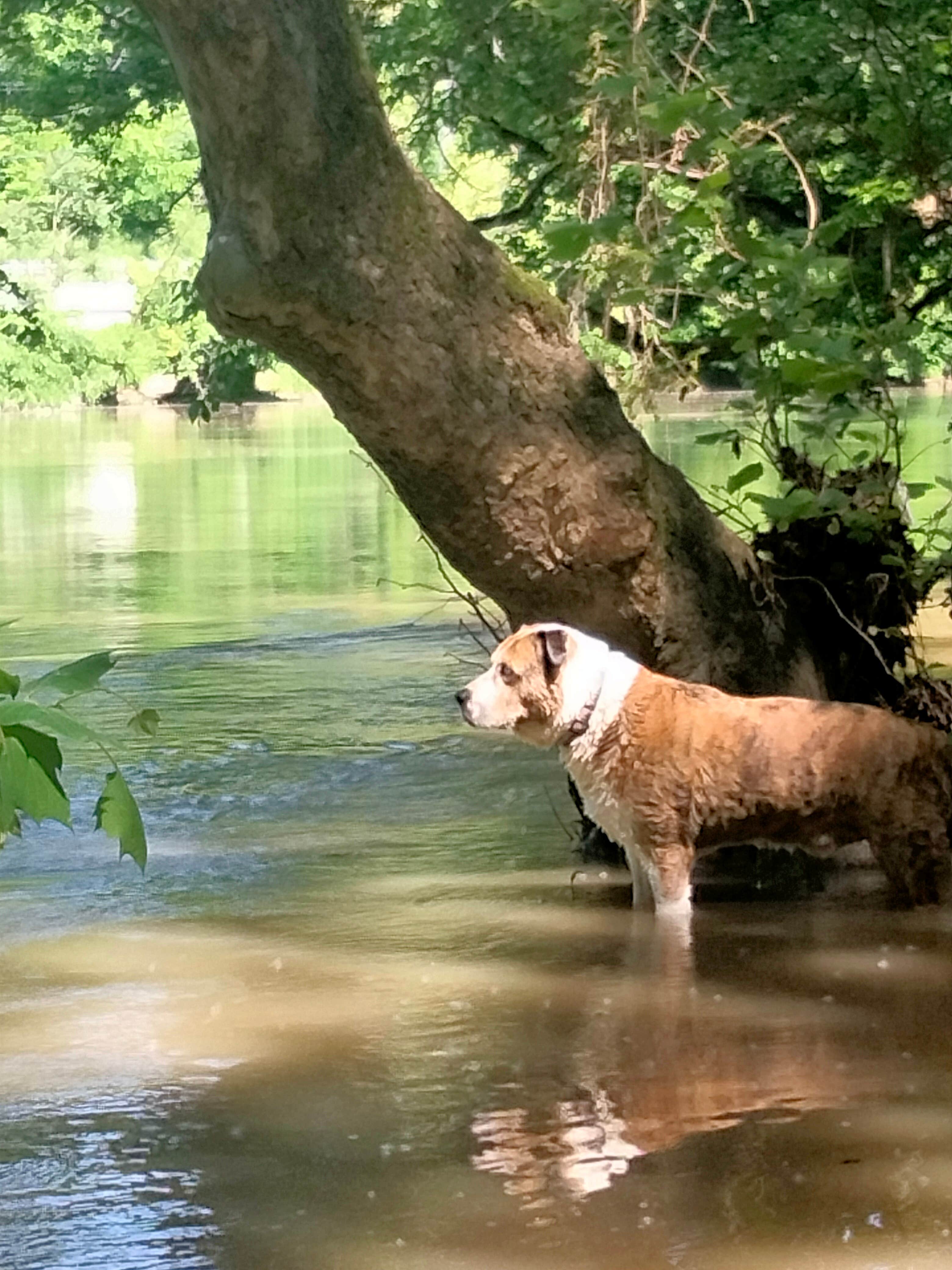 alec E.'s photo of camping with pets at Alum Creek State Park Campground near Marysville, OH