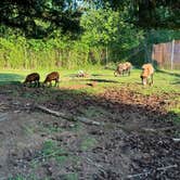 Review photo of American Heritage Campground by Olaf P., May 20, 2024