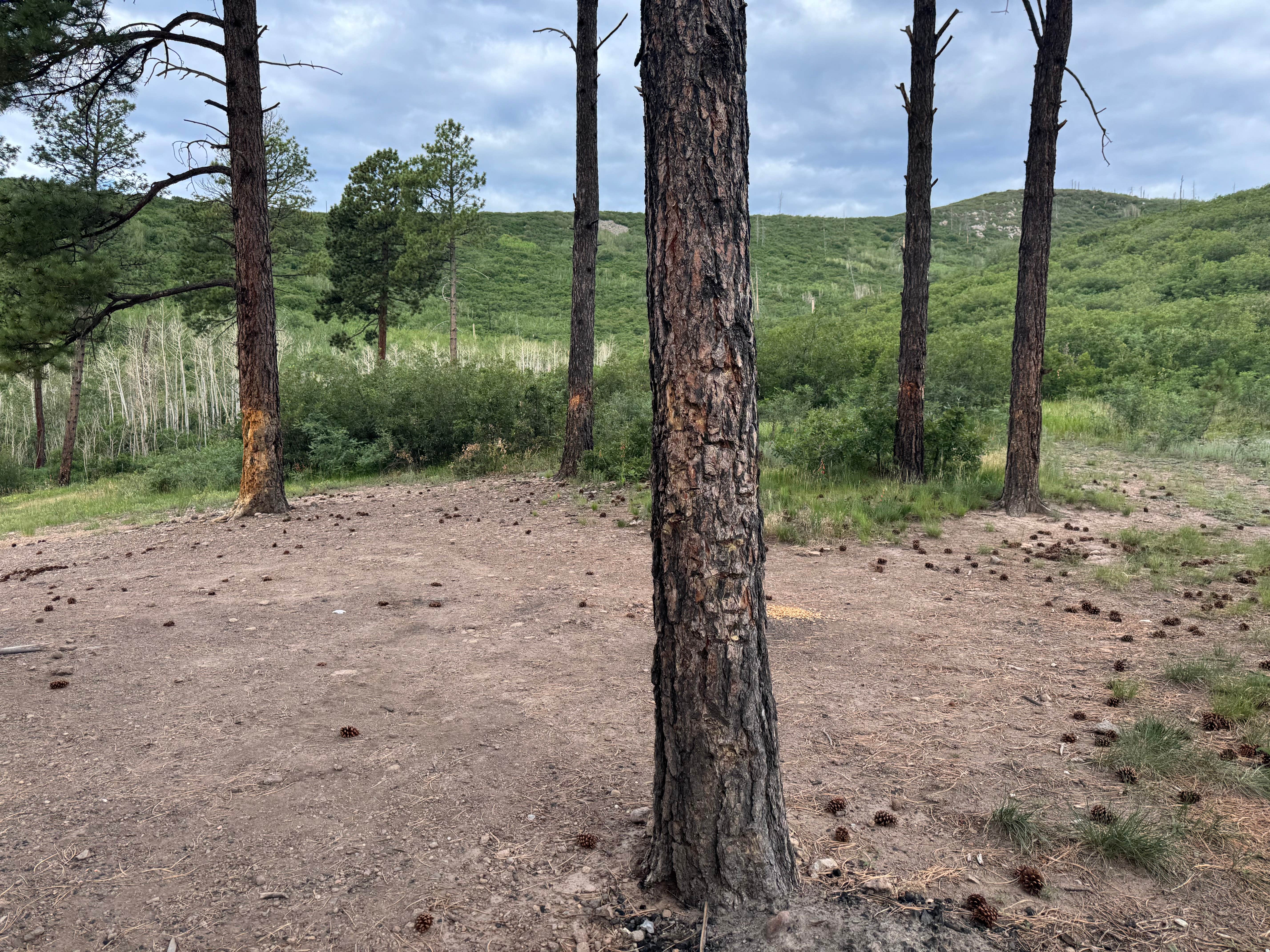 Camper-submitted photo at American Springs near Abiquiu Lake