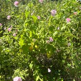 Review photo of Anastasia State Park Campground by Chloe S., August 29, 2025