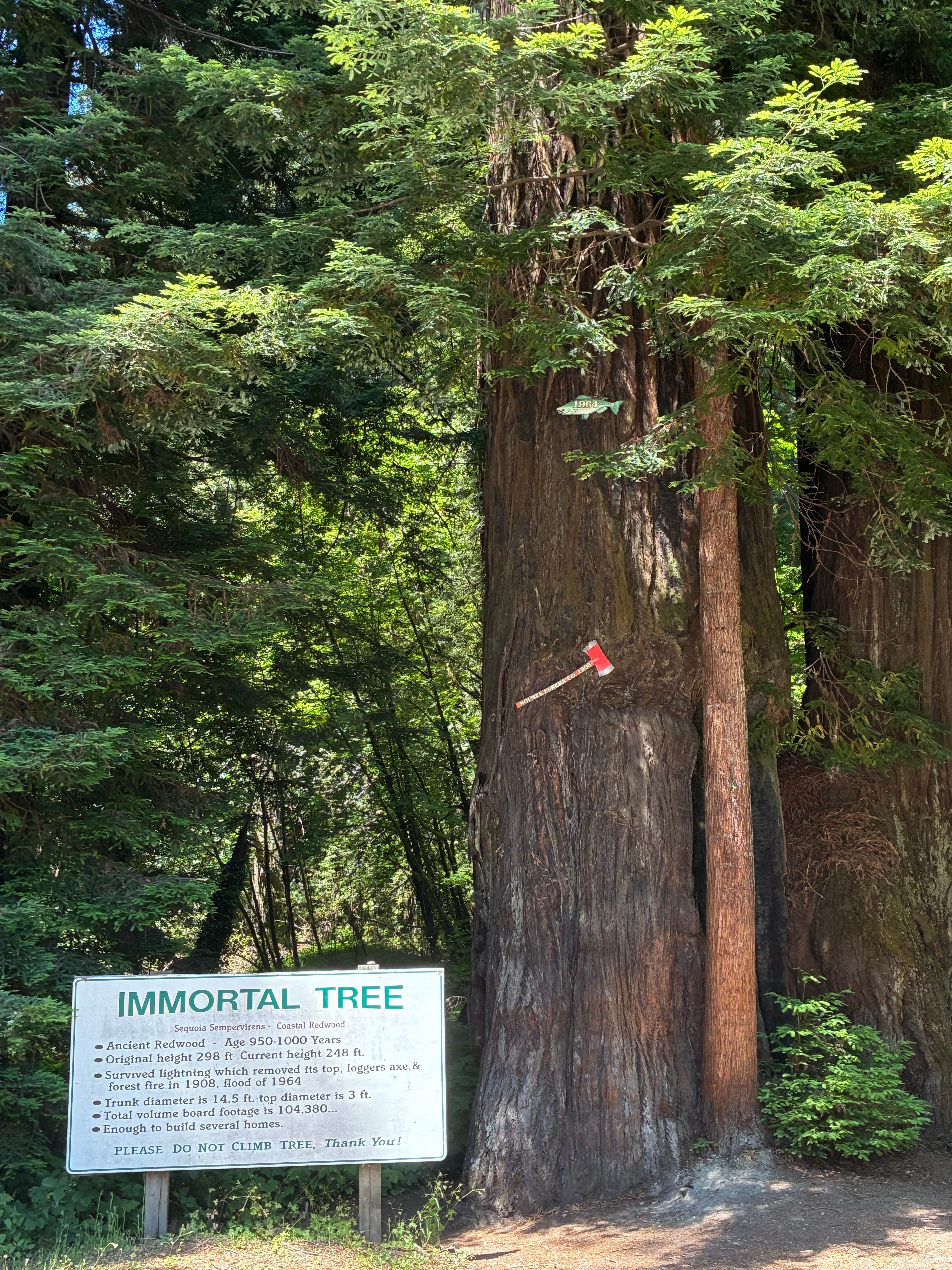 Camper-submitted photo at Ancient Redwoods RV Park near Bridgeville, CA