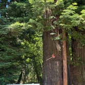 Review photo of Ancient Redwoods RV Park by Laura H., June 23, 2025