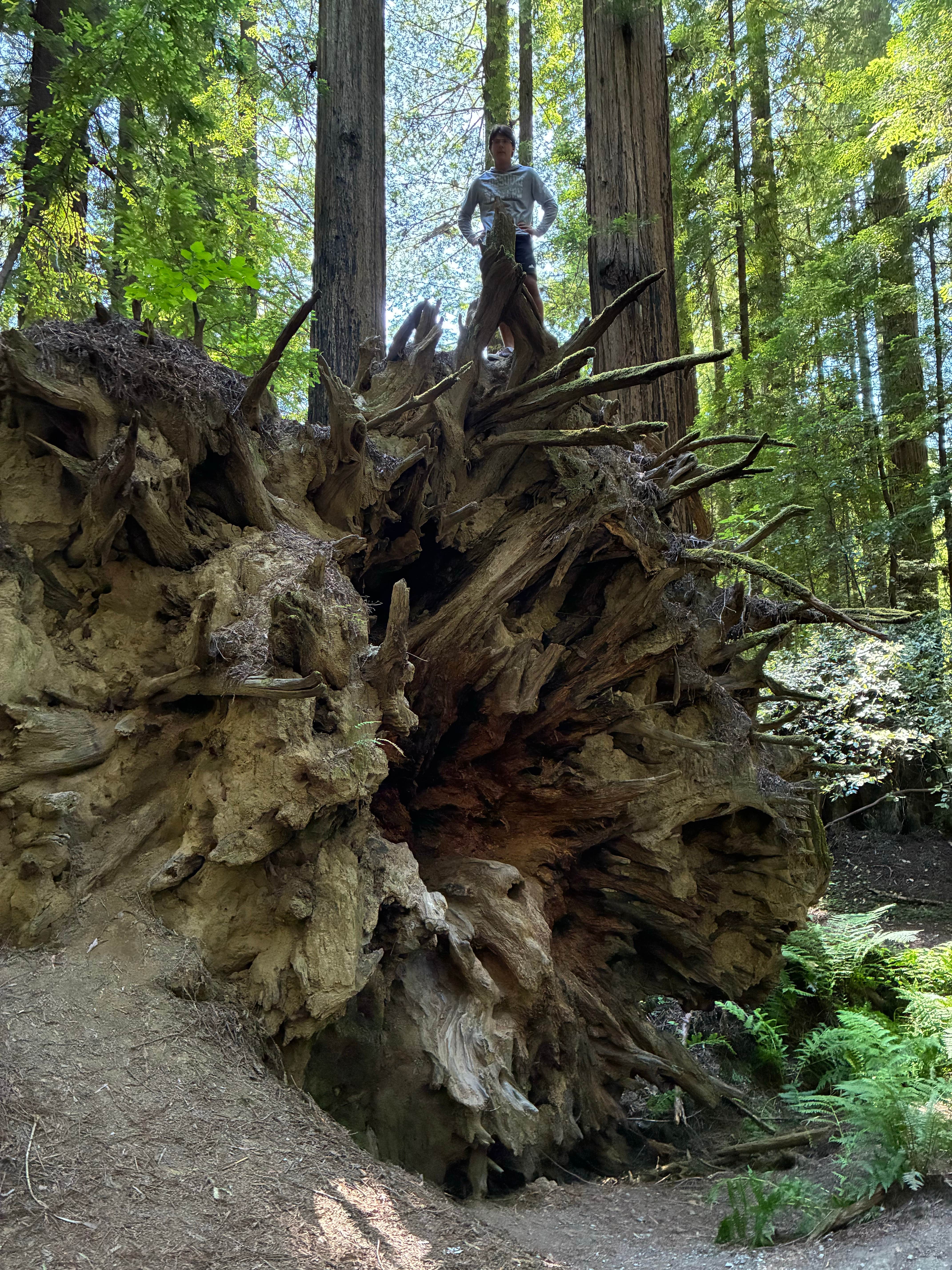 Camper-submitted photo at Ancient Redwoods RV Park near Bridgeville, CA