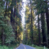 Review photo of Ancient Redwoods RV Park by Carsten S., July 4, 2024