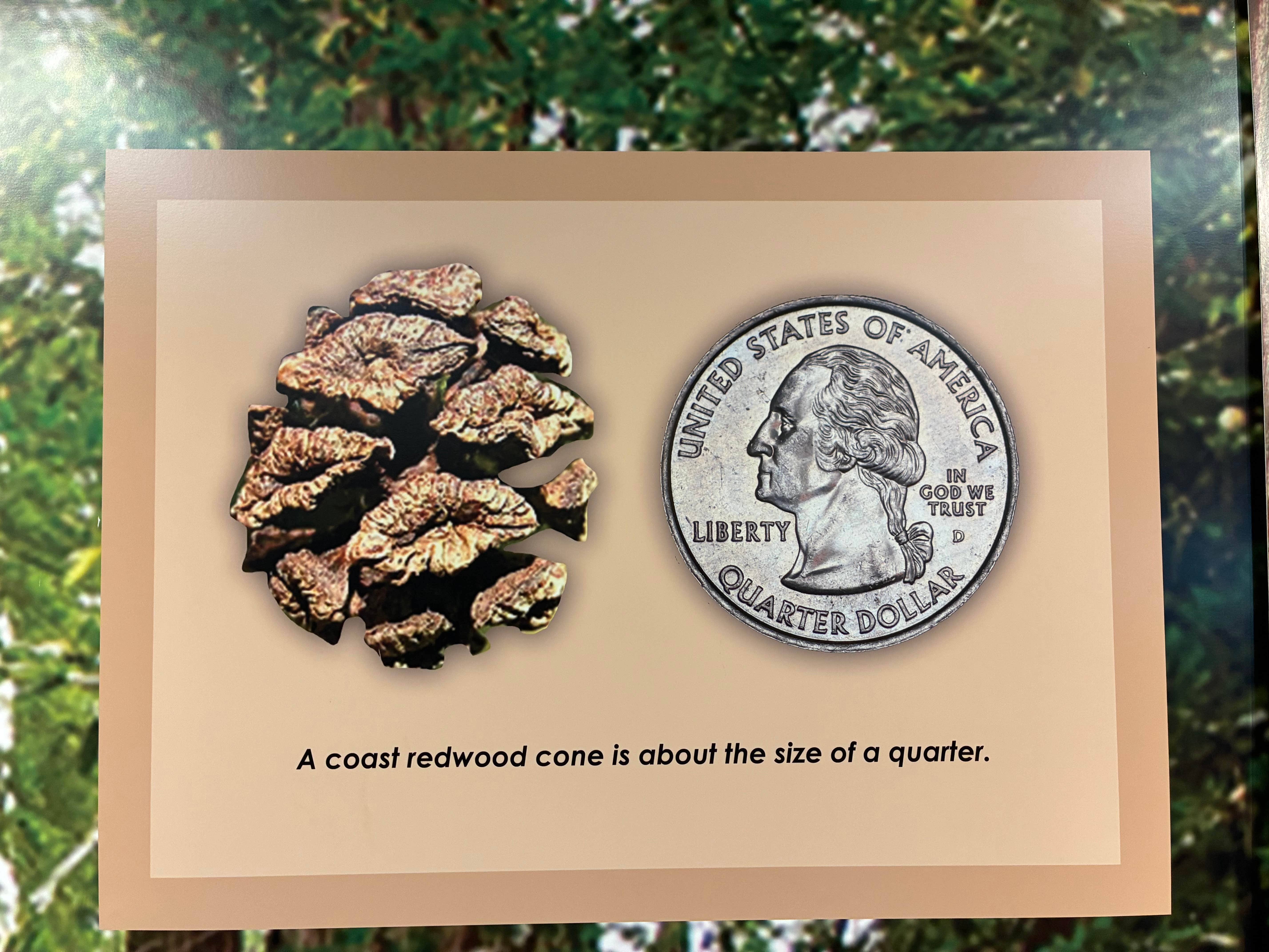 Camper-submitted photo at Ancient Redwoods RV Park near Bridgeville, CA