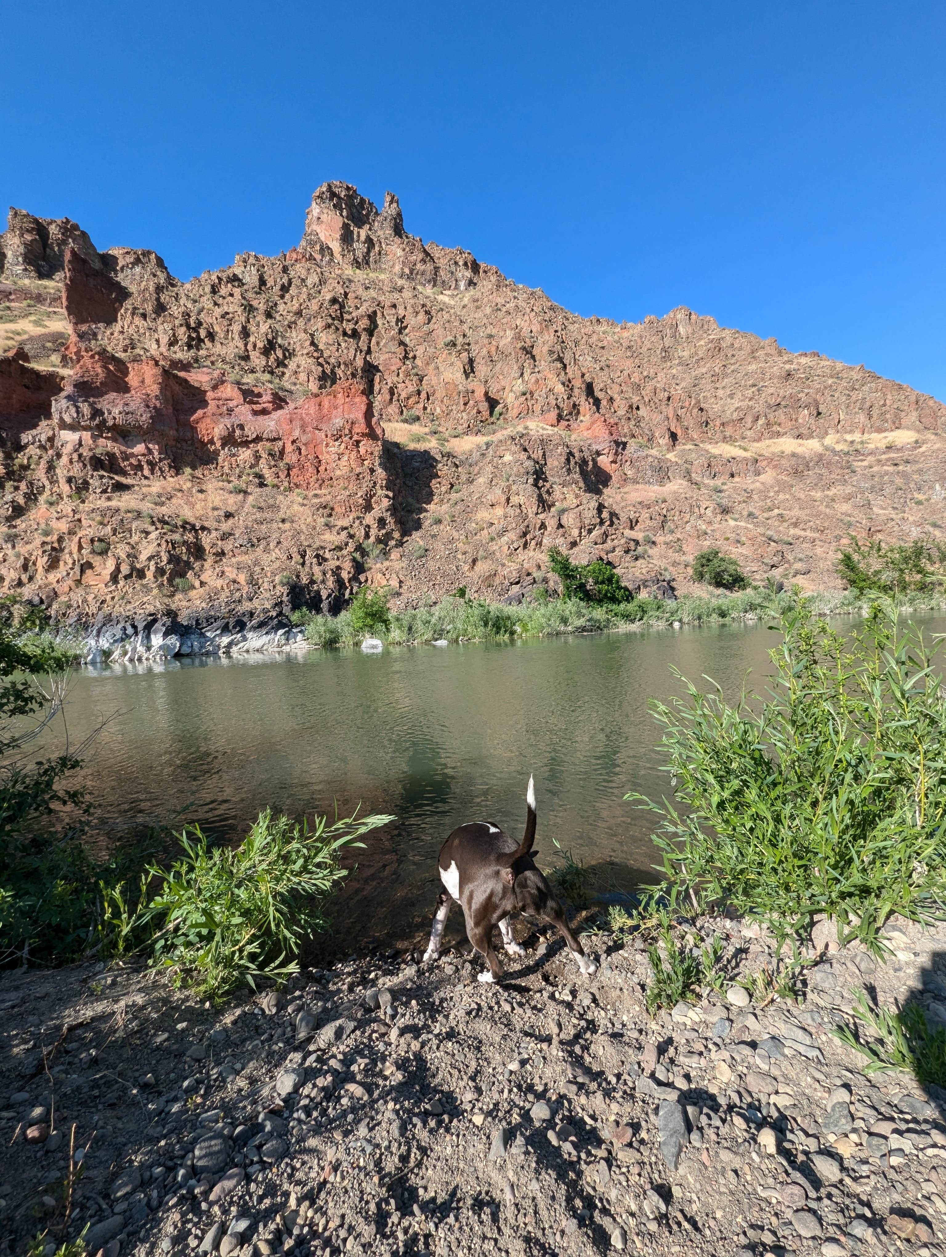 Casey B.'s photo of camping with pets at Owyhee-Dispersed near Star, ID