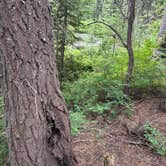 Review photo of Annie Creek Road by Kirk J., June 21, 2025