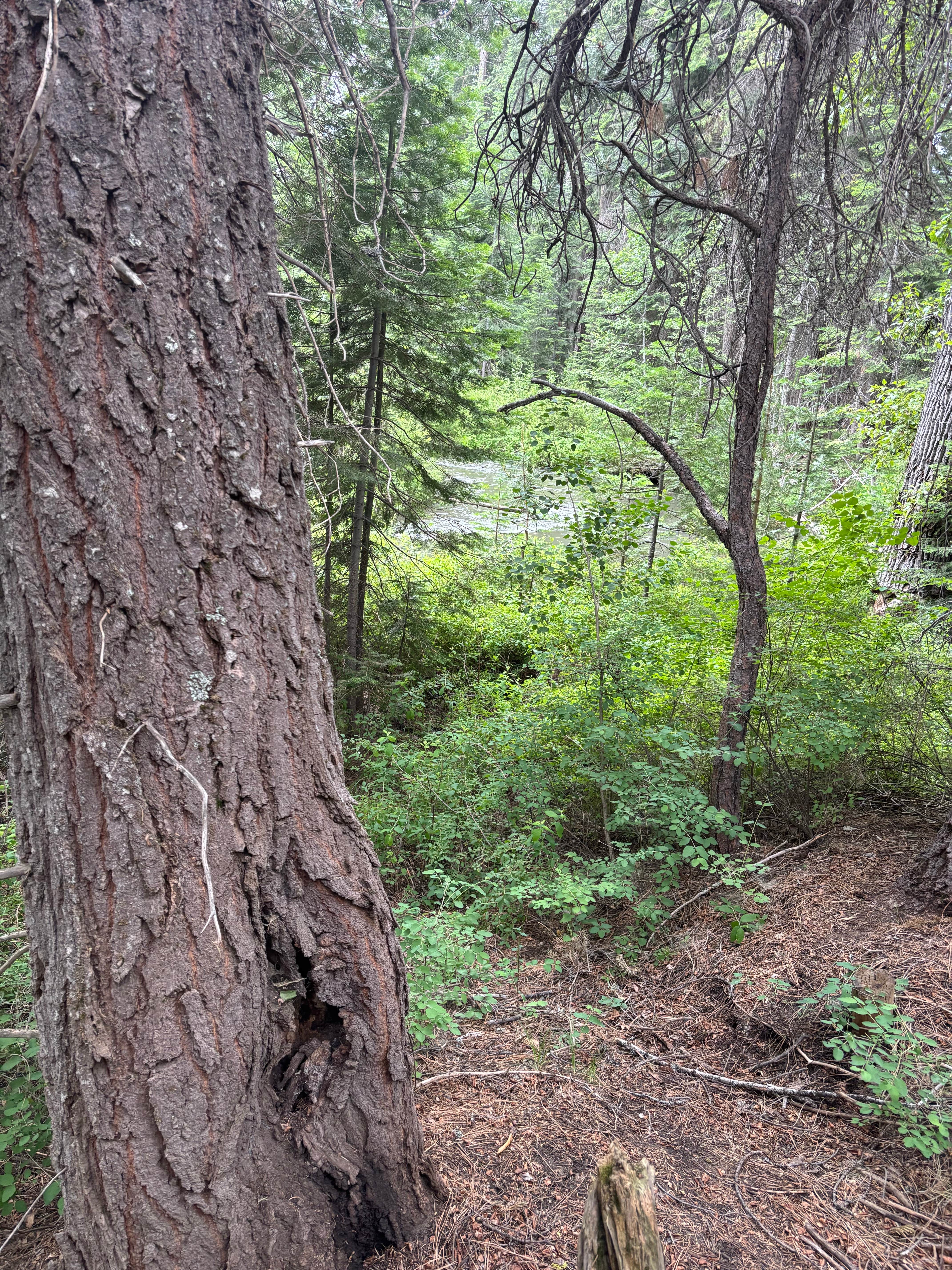 Camper submitted image from Annie Creek Road - 1