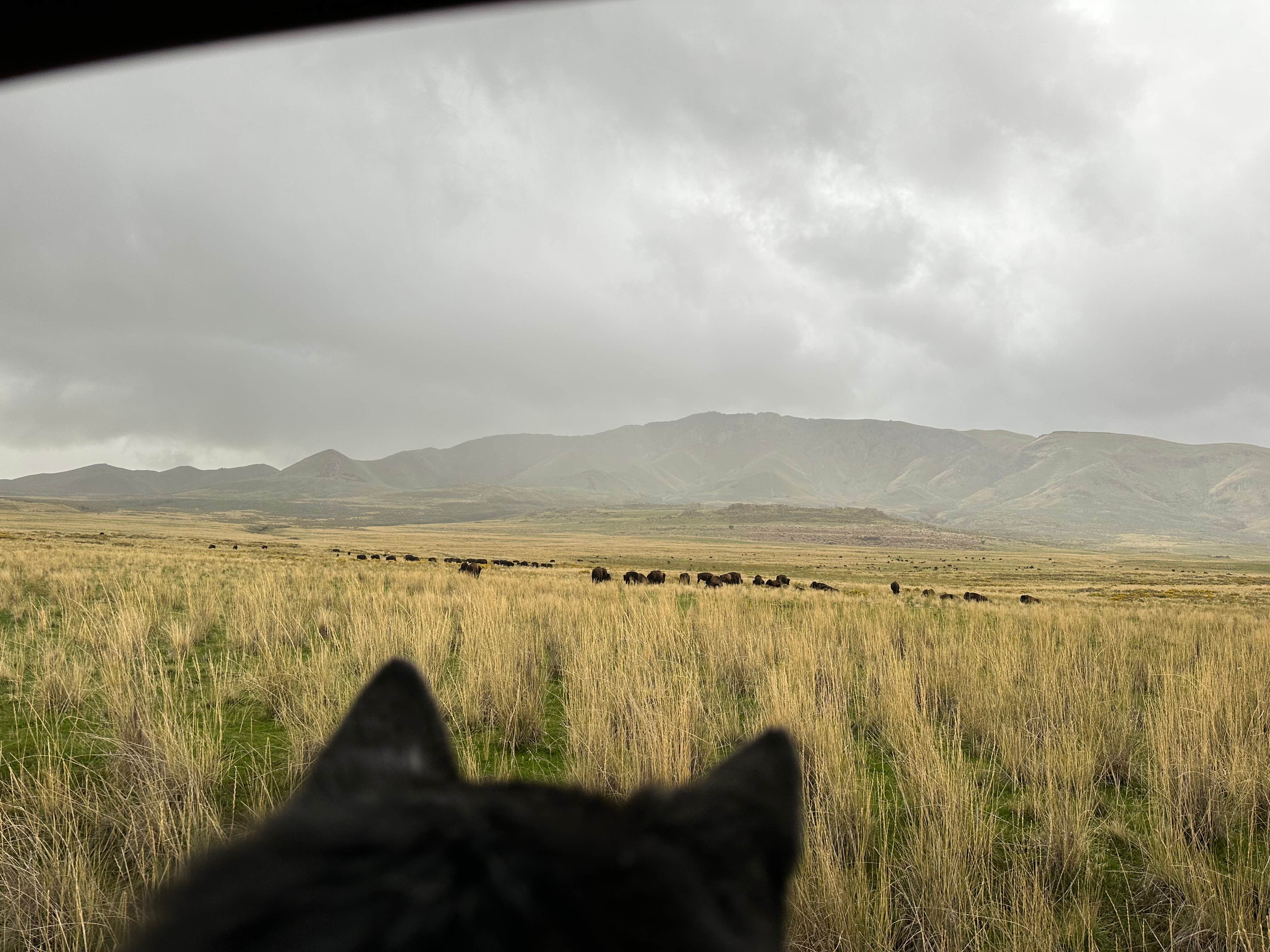 Pam & Steve S.'s photo of camping with pets at Bridger Bay Campground — Antelope Island State Park near Ogden, UT