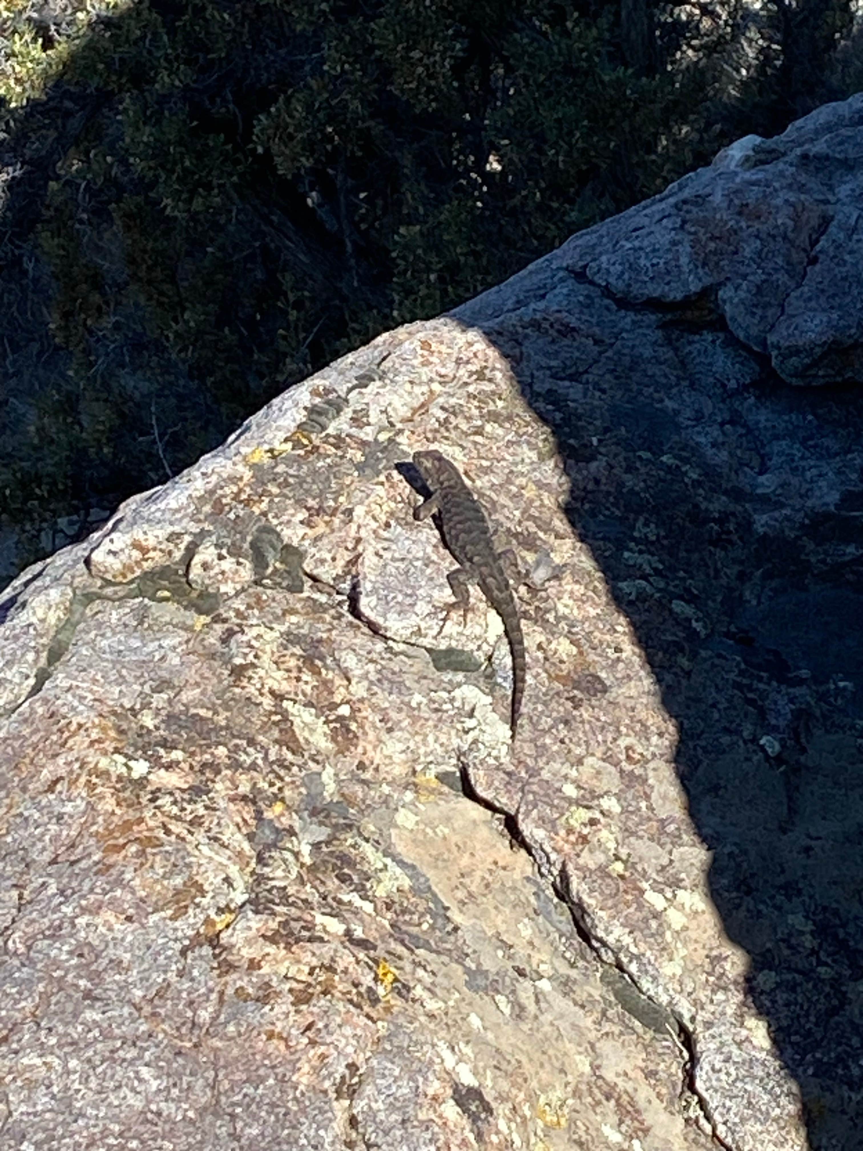 Camper submitted image from Antelope Mountain Dispersed Camp - 1