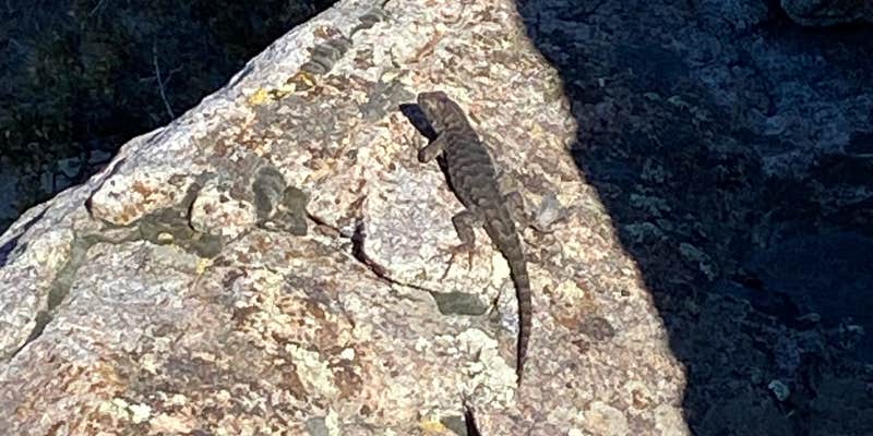 Camper submitted image from Antelope Mountain Dispersed Camp