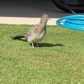 Review photo of Antelope Point RV Park by Phill R., February 27, 2026