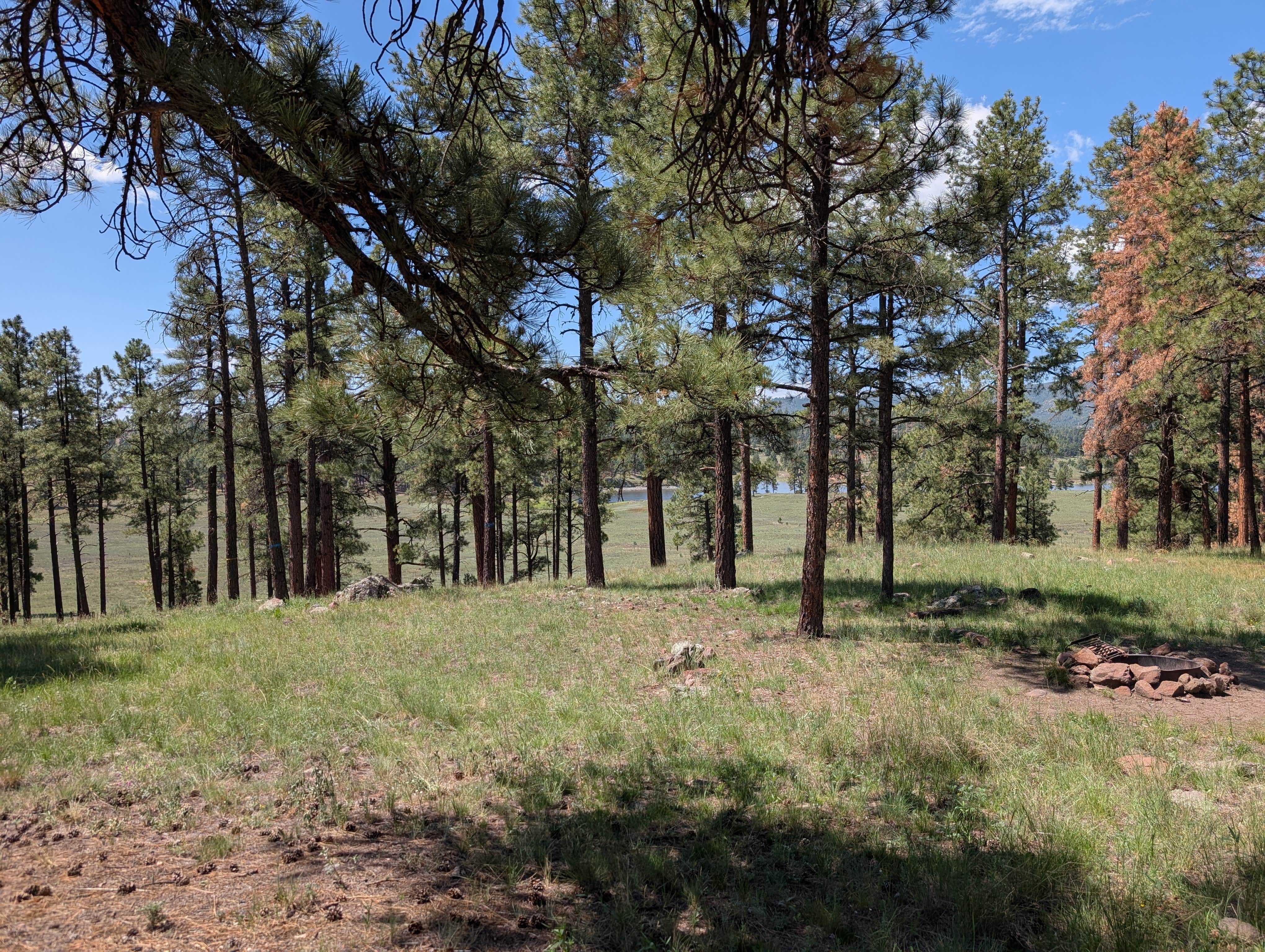 Camper-submitted photo at Apache National Forest Luna Lake Campground near Reserve, NM