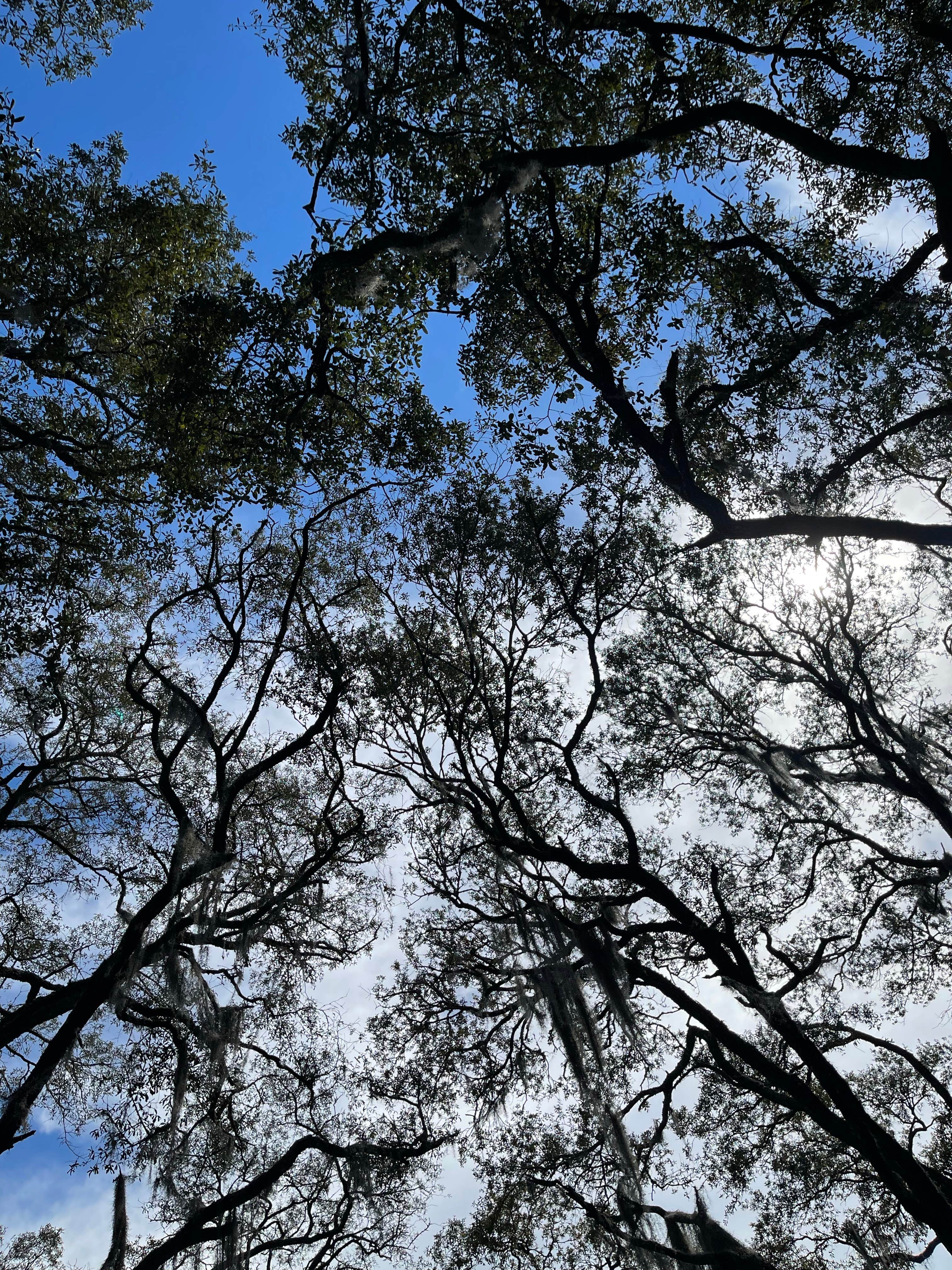 Camper submitted image from Apalachicola National Forest Porter Lake Campground - 4