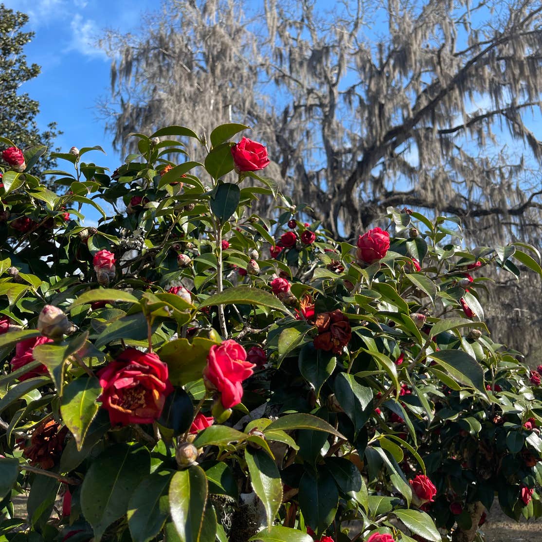 Apalachicola National Forest Porter Lake Campground Sopchoppy, FL